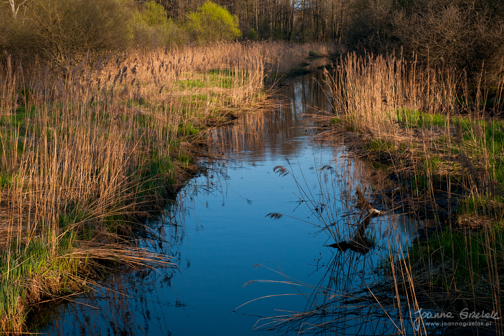 042_Biebrza - kwiecien 2010.jpg